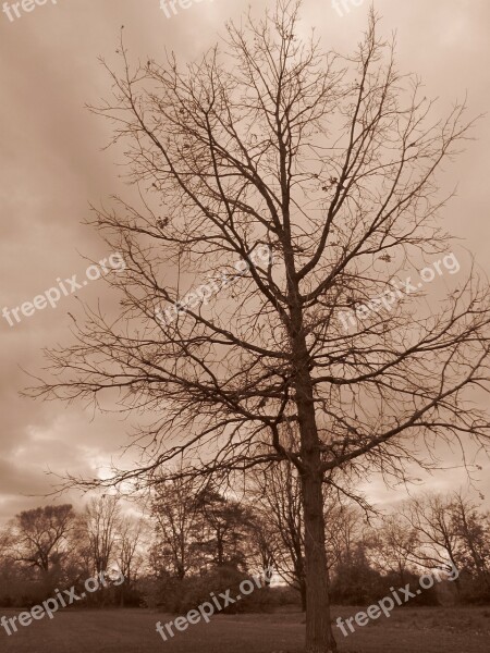 Tree Nature Park Outdoor Overcast