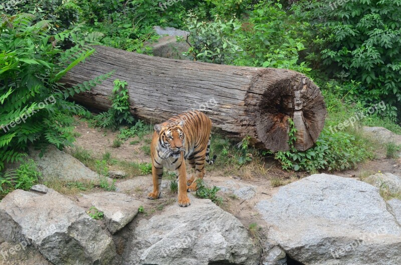 Tiger Big Cat Predator Zoo Dangerous