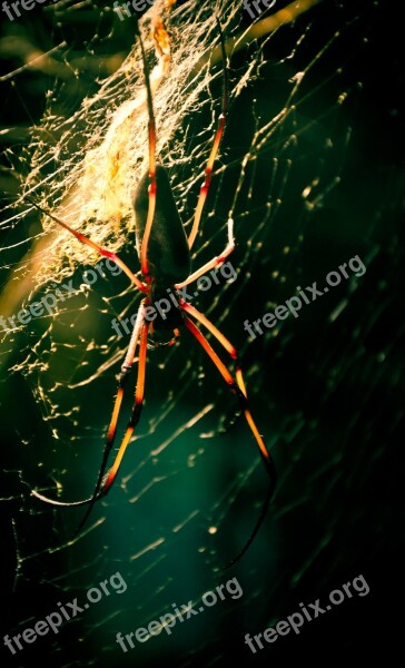 Spider Cobweb Insect Animal Dangerous