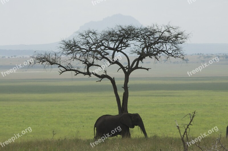 Elephant Tanzania Africa Green African Elephant