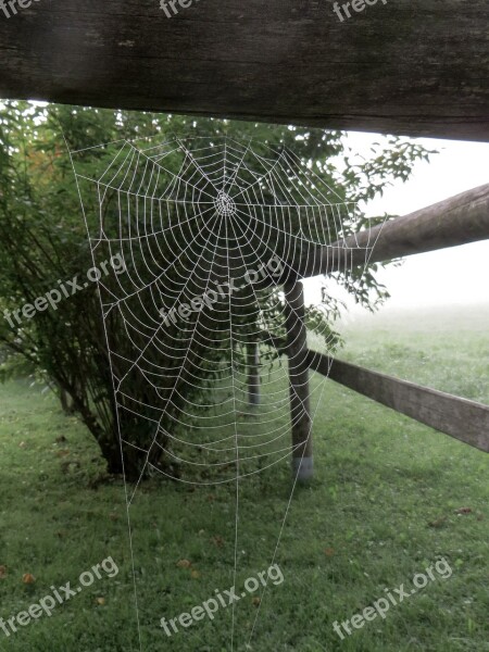 Spider Cobweb Web Morgentau Fog