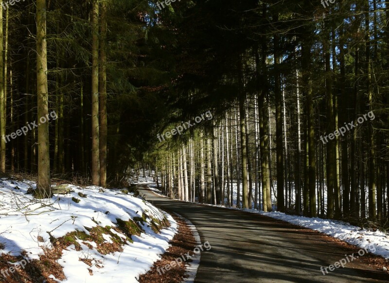 Winter Forest Forest Path Snow Landscape