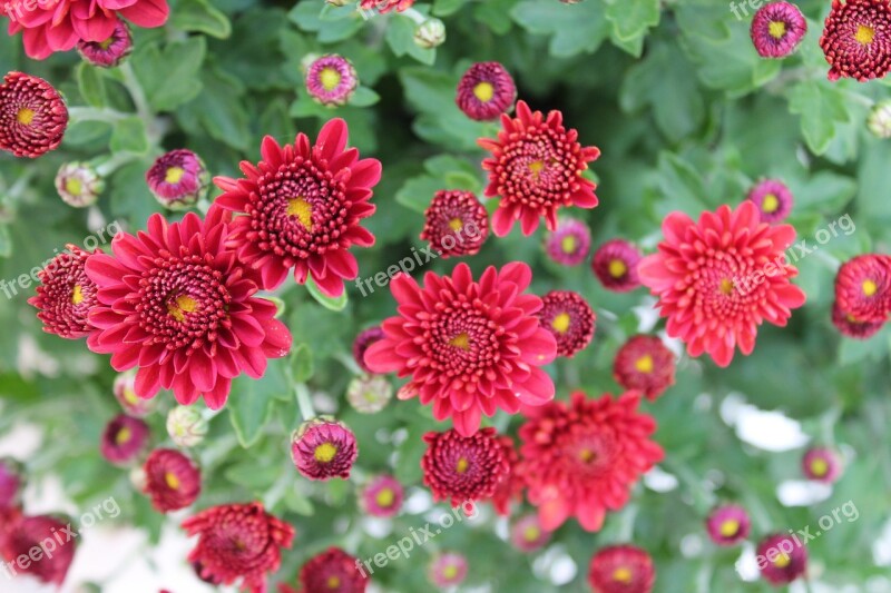 Chrysanthemums Flowers Red Salento Free Photos