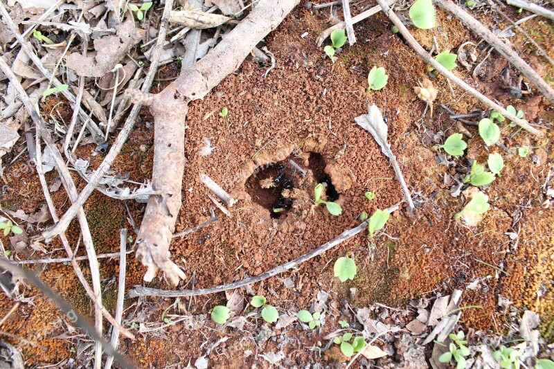 Salento Anthill Ants Free Photos