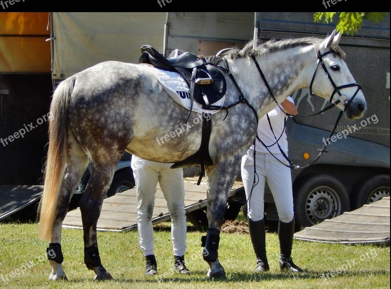 The Horse Galop Horses Hooves Animal