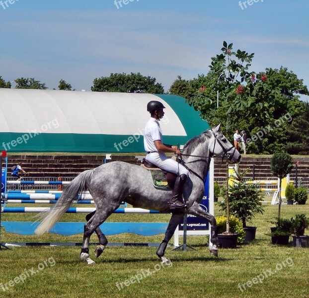 The Horse Galop Horses Hooves Animal