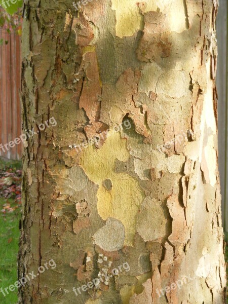 Plane Tree Bark London Plane Tree Sycamore Platanaceae