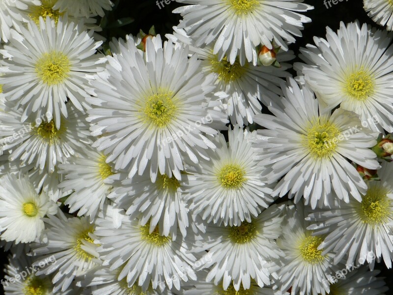 Ice Plant Lampranthus White Blossom Bloom