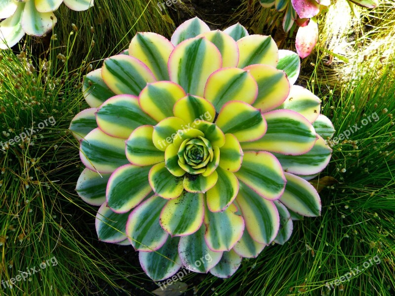 Thick Sheet Greenhouse Aeonium Plant Rosette Aeonim Sunburst