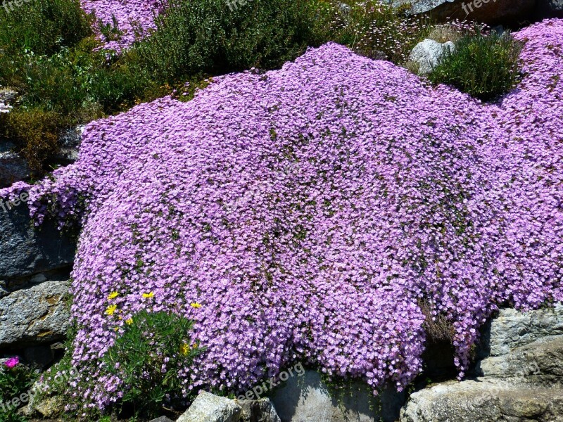 Ice Plant Lampranthus Pink Blossom Bloom