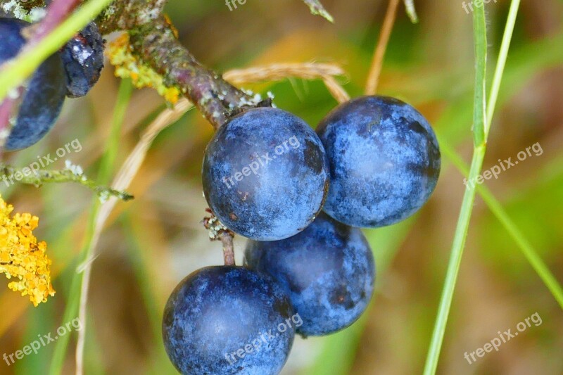 Schlehe Blackthorn Schlehendorn Heckendorn Steinobstgewaechs