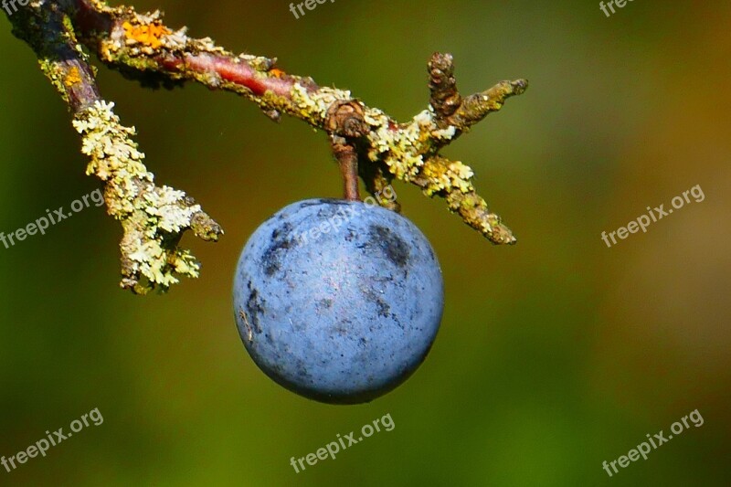 Schlehe Blackthorn Schlehendorn Heckendorn Steinobstgewaechs