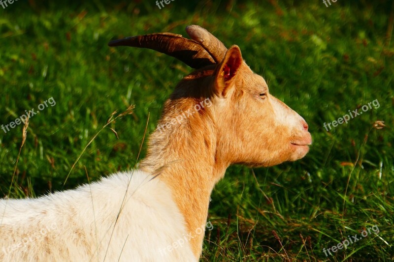 Goat Animal Domestic Goat Horns Livestock