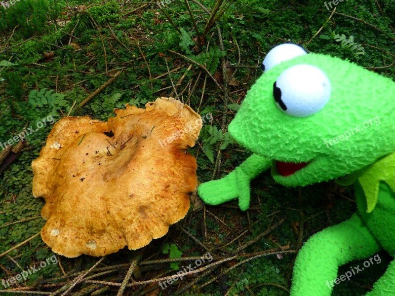 Kermit Frog Mushroom To Find Autumn