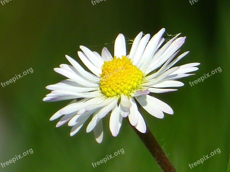 Daisy Flower Blossom Bloom Plant