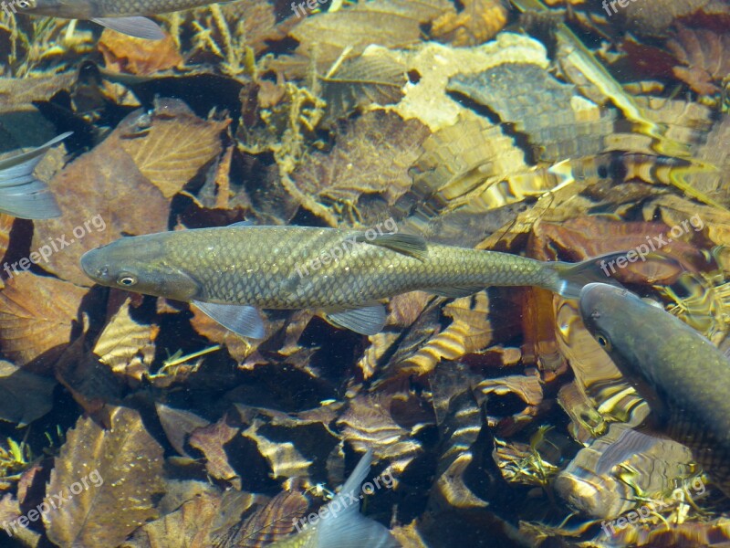 Trout Fish Water Clear Underwater