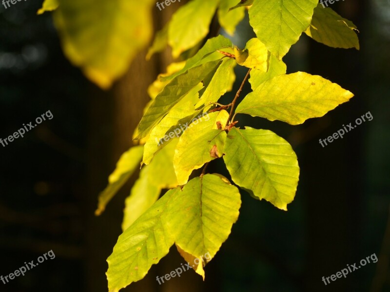 Autumn Foliage Sheet Leaves Colors