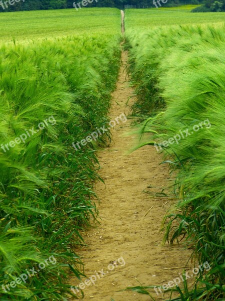 Barley Cereals Hordeum Vulgare Ear Grain