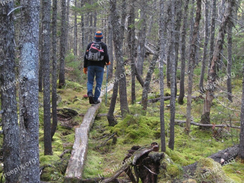 Hiking Forest Backpack Nature Outdoor