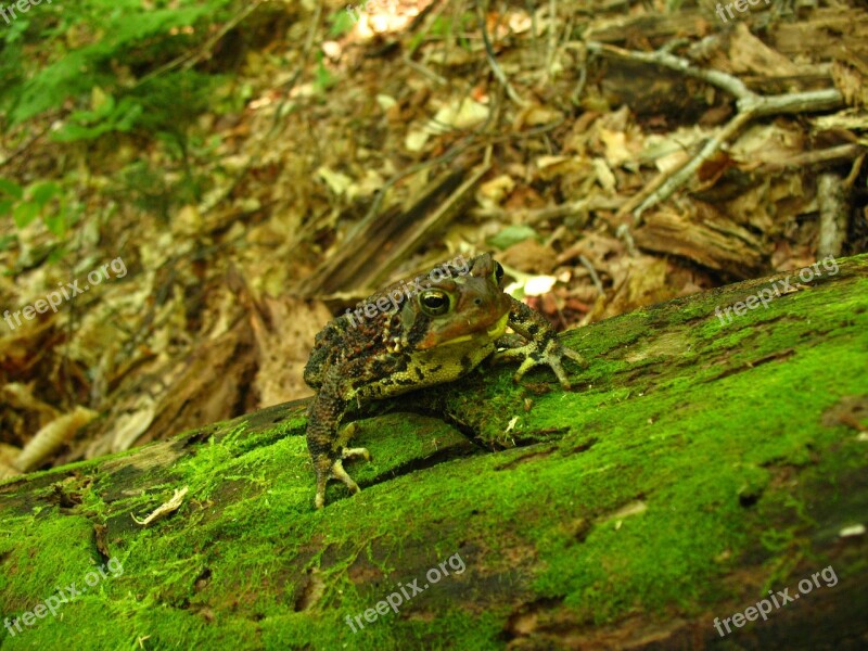 Toad Frog Woods Amphibian Wildlife