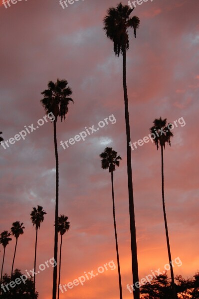 Palm Trees Palms Sunset Tree Orange