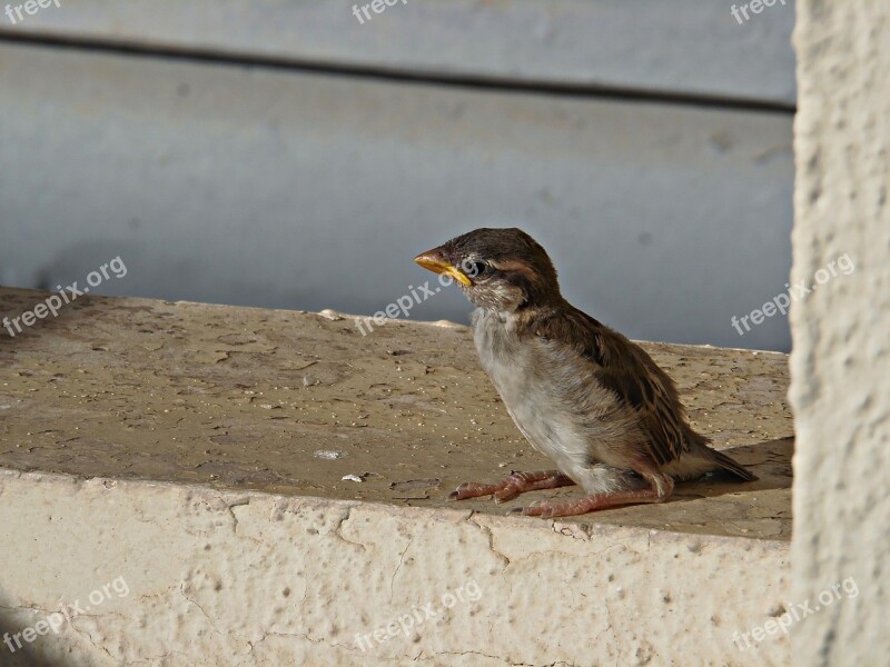 Sparrow Bird Little Bird Fly Freedom