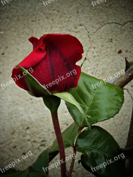 Rosa Red Beauty Warmth Petals