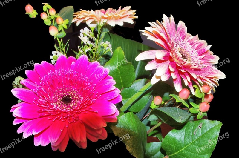 Gerbera Flowers Fucsia Pink Leaves