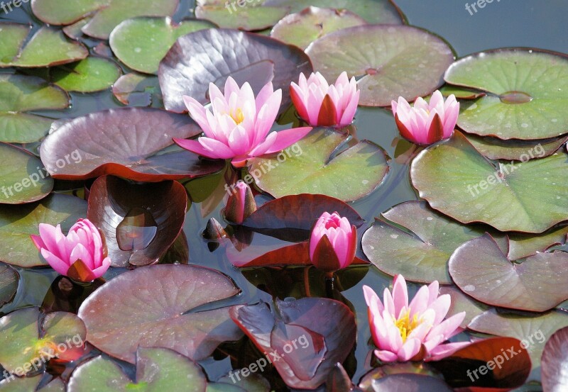 Water Lilies Pond Floral Water Garden