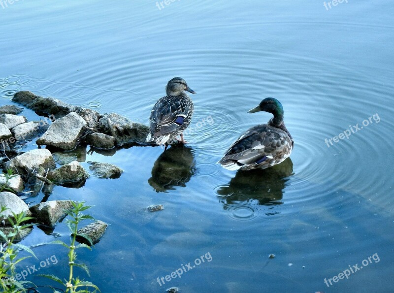 Mallard Ducks Birds Waterfowl Water