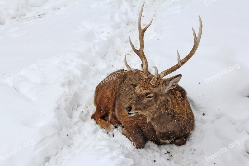 Stag Animal Deer Ezo Deer Winter