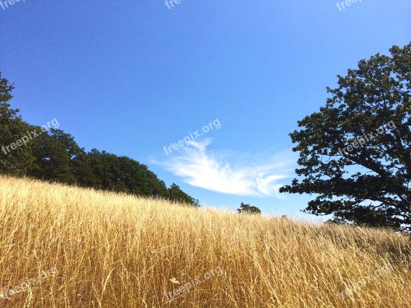 Meadow Field Cloud Grass Tree