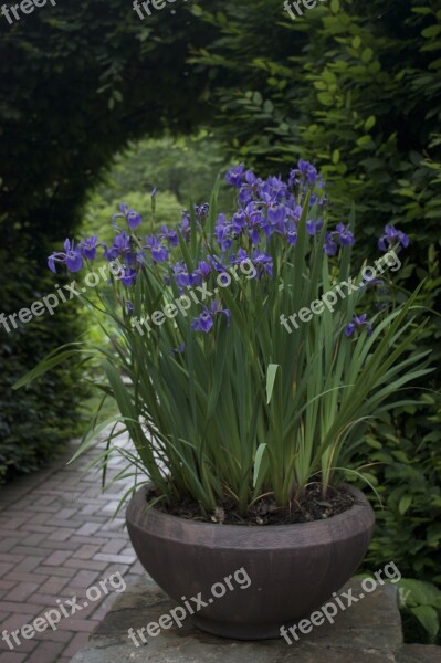 Flower Potted Plant Nature Iris Free Photos