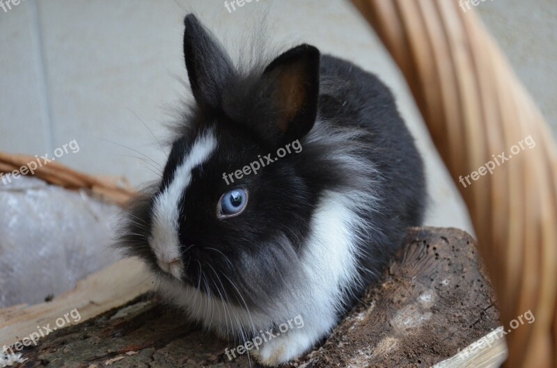 Rabbit Dwarf Blue Eyes Free Photos