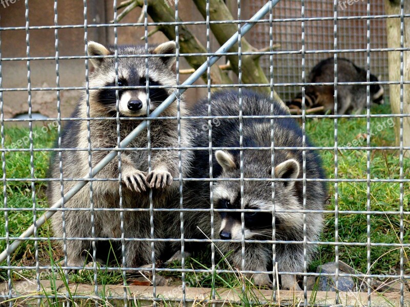 Raccoons Enclosure Animals Fur Animal World