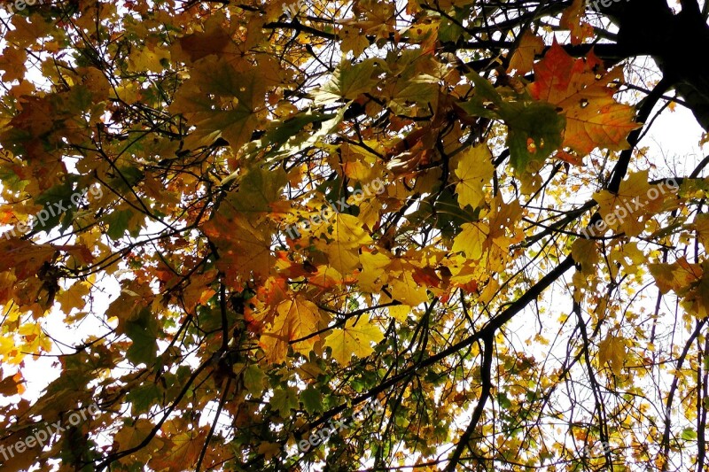 Maple Leaves Maple Autumn Leaves Colorful