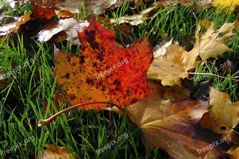 Maple Leaves Maple Autumn Leaves Colorful