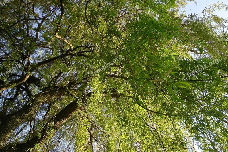 Weeping Willow Pasture Baumm Willow Tree Aesthetic