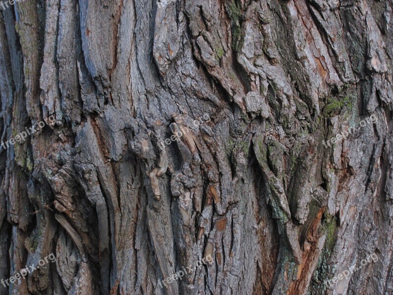 Tree Bark Nature Park Outdoor