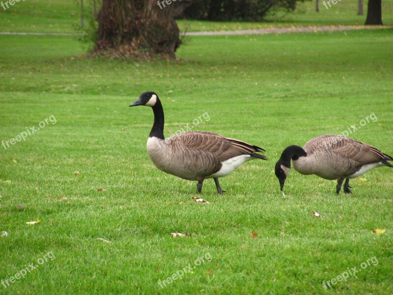 Geese Birds Nature Park Outdoor