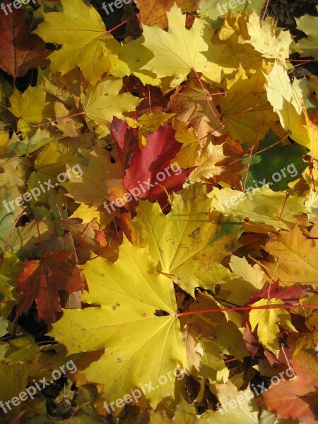 Maple Forest Leaves Autumn Tree