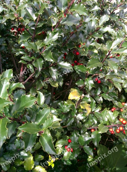 Holly Berries Outdoor Red Green