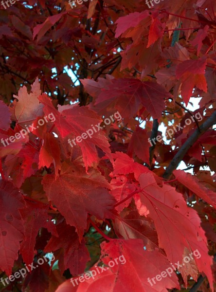 Autumn Tree Leaves Nature Fall