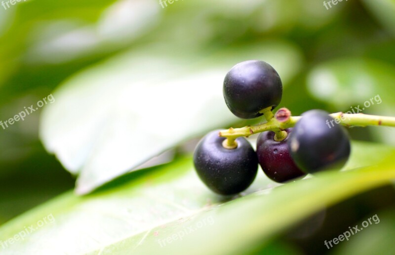 Laurels Laurel Tree Laurel Fruits Berries Blue