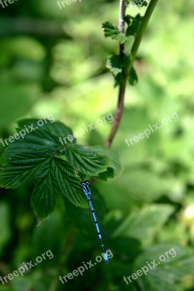 Dragonfly Horseshoe-azure Bridesmaid Azure Bridesmaid Slender Dragonfly Coenagrion Puella