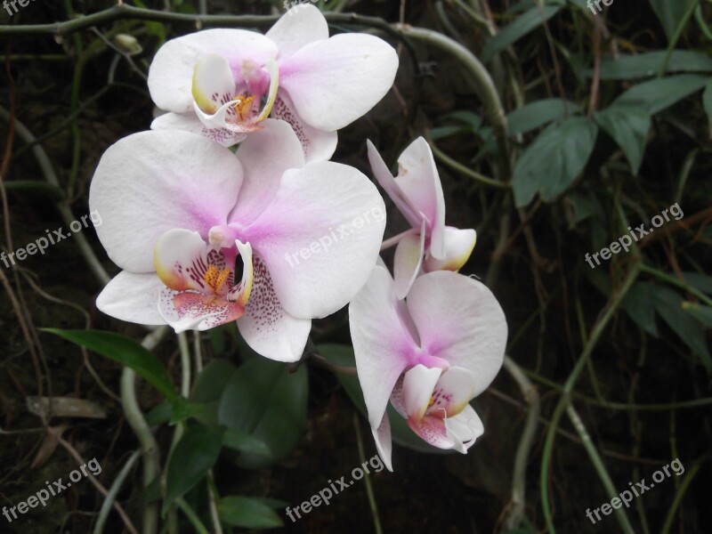 Orchid Flower White Pink Blossom