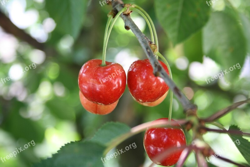 Sweet Cherries Cherries Sweet Red Fruit