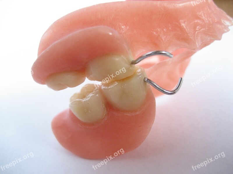 Teeth Tooth Human Pine Clasp