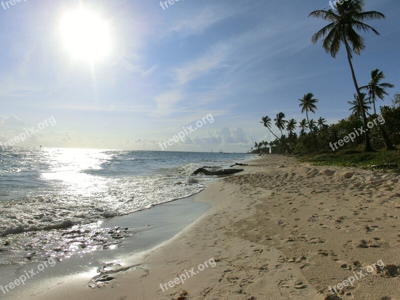 Beach Sea Heat Sun Palm