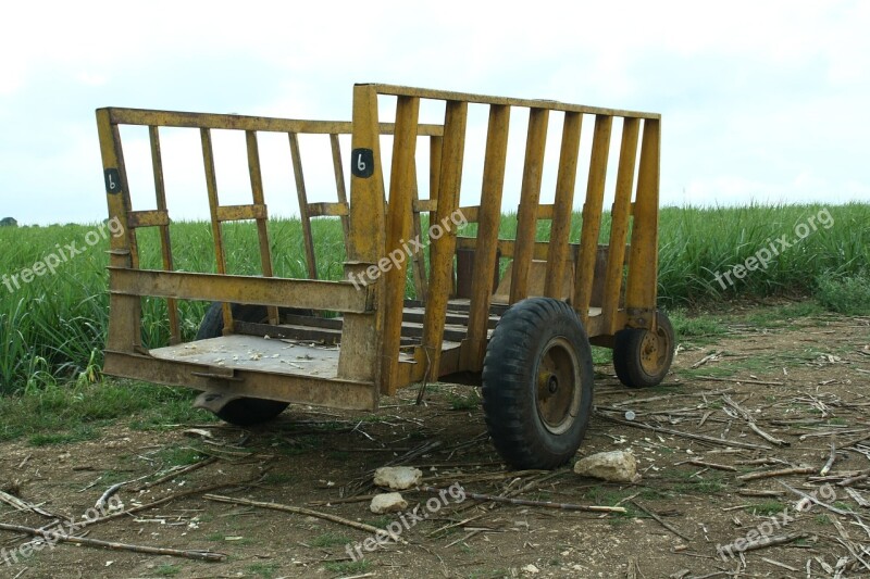 Dare Stroller Mature Sugar Cane Field